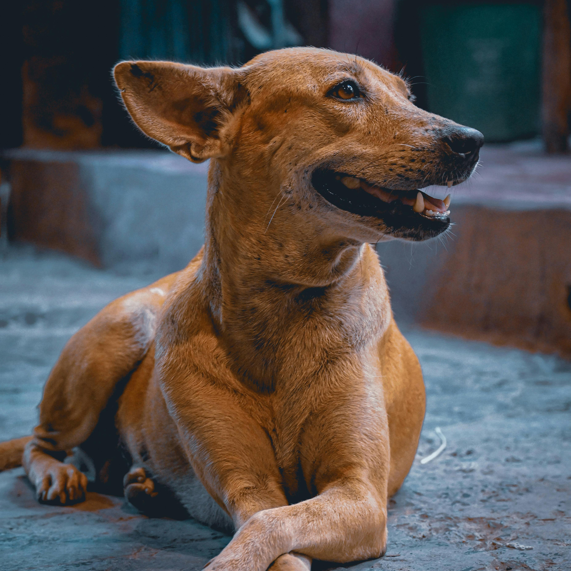 Giving the Voiceless a Voice – Aiding deserted animals